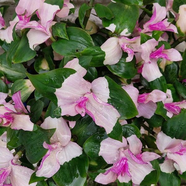 TradescantiaMaiden’s Blush’ Hanging plant 2 fresh cuttings