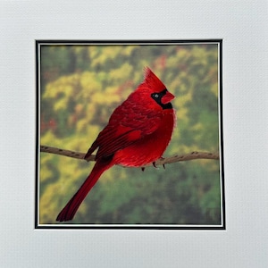 Pedido personalizado King seda arte bordado hecho a mano vida silvestre aves Cardenal 31420 M