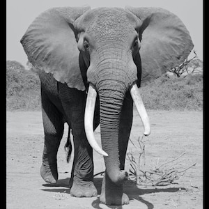 Elephant with Large Tusks; Amboseli Park, Kenya, Africa. Fine art wildlife photography print. Elephant print • Elephant photo • Africa print