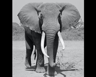 Éléphant avec de grandes défenses; Amboseli Park, Kenya, Afrique. Tirage de photographie d’art animalier. Impression d’éléphant • Photo d’éléphant • Impression d’Afrique