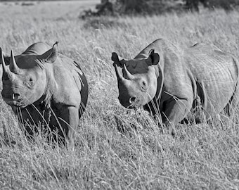 Deux rhinocéros marchant vers l&#39;avant ; Masai Mara, Kenya, Afrique. Impression de photographie d&#39;art animalier. Cadeau photo safari nature • Image en forme de corne d&#39;animal
