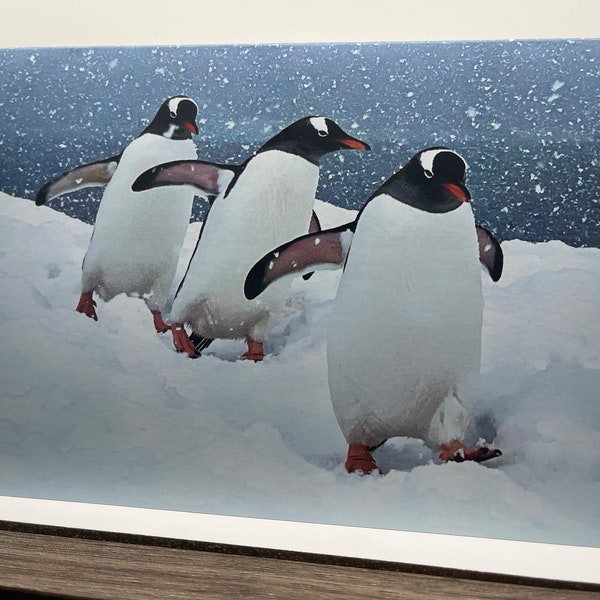 Gentoo penguins greeting card; Antarctica. Snowy winter landscape stationary for thank you note/birthday/get well/congrats/holiday/Christmas