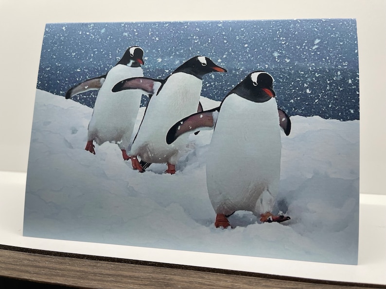 Carte de voeux manchots papous ; l'Antarctique. Paysage d'hiver enneigé à l'arrêt pour un mot de remerciement/anniversaire/rétablissement/félicitations/vacances/Noël image 1
