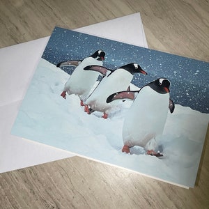 Carte de voeux manchots papous ; l'Antarctique. Paysage d'hiver enneigé à l'arrêt pour un mot de remerciement/anniversaire/rétablissement/félicitations/vacances/Noël image 3