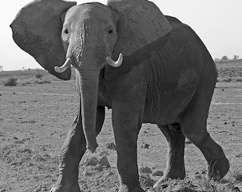 Éléphant aux oreilles levées; Amboseli Park, Kenya, Afrique. Tirage de photographie d’art animalier. Impression d’éléphant • Photo d’éléphant • Impression d’Afrique