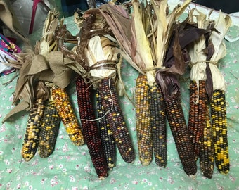 Lot Indian corn