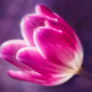 Fine Art Photograph Greeting Card - Tulip