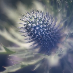 Fine Art Fotografie Grußkarte - Distel