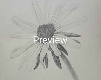 Black-eyed Susan Zeichnung download