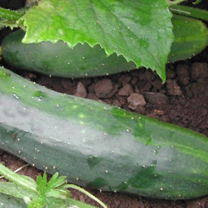 Marketmore Cucumber Seed