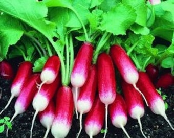 French Breakfast Radish
