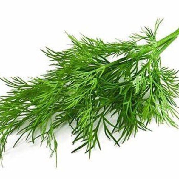 Greensleeves Dill Seed