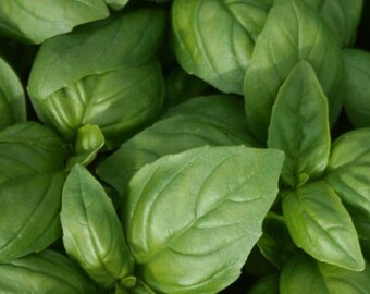 Aroma 2 F1 Basil Seed