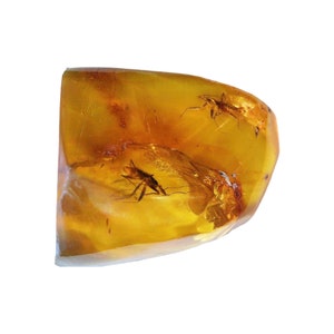 Authentic Mexican Chiapas Amber with Insect Inclusion