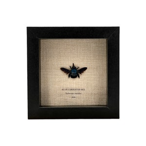 Framed Blue Carpenter Bee (6&quot; x 6&quot;) Xylocopa caerulea