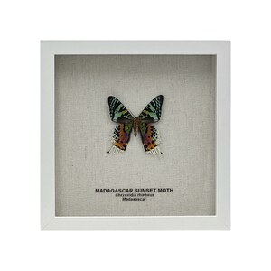 Framed Madagascar Sunset Moth (9&quot; x 9&quot;) Chrysiridia rhipheus