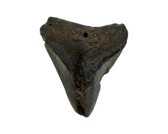 Genuine Megalodon Prehistoric Shark Tooth Fossil (2.75")