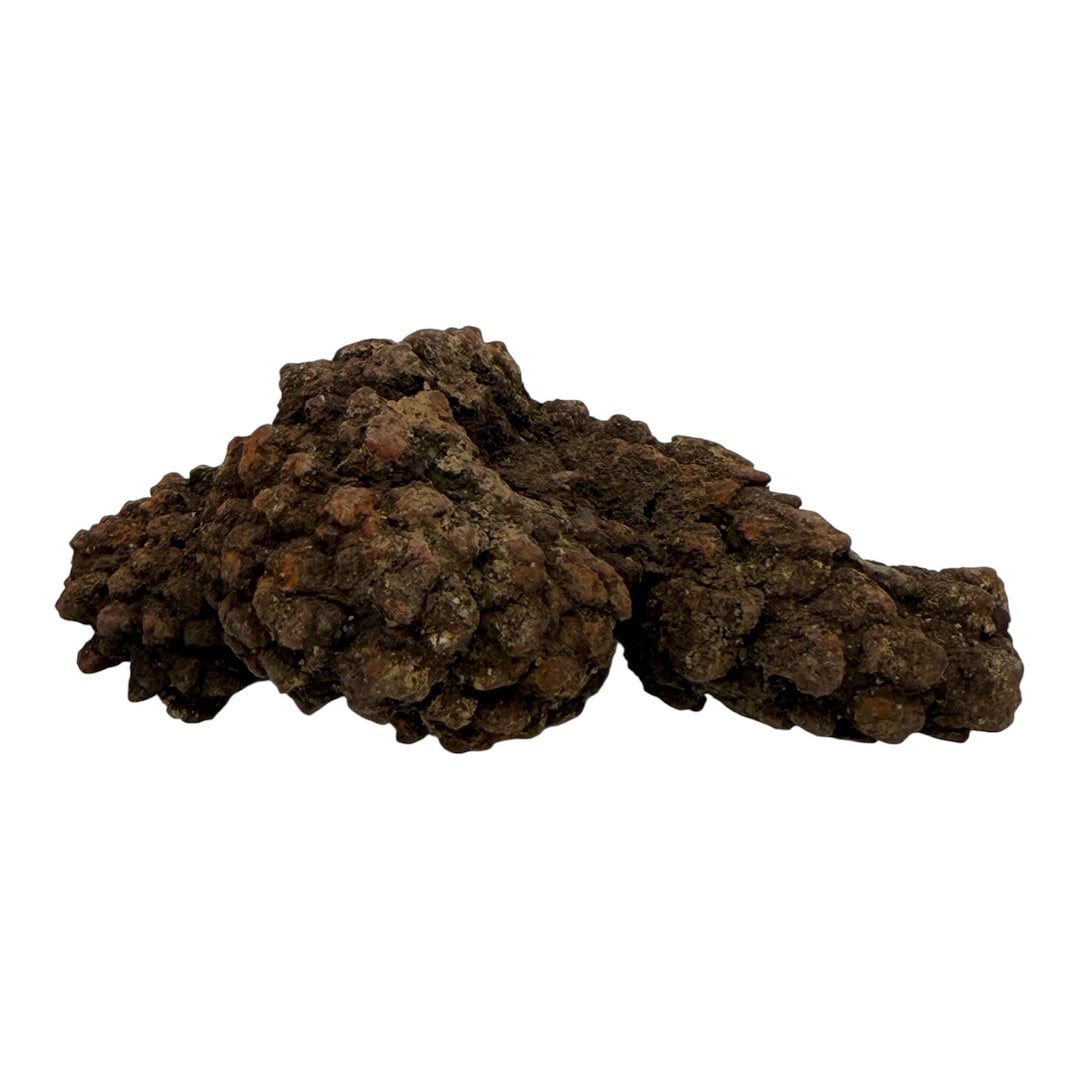 Coprolite, XL Fossilized Poop, Dung Stone, Prehistoric Poop (70 Million ...
