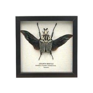 Framed Goliath Beetle (9&quot; x 9&quot;) Goliathus orientalis usambarensis