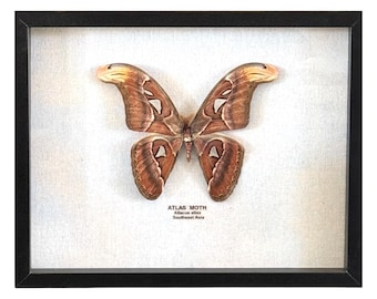 Framed Atlas Moth (15" x 12") Attacus atlas