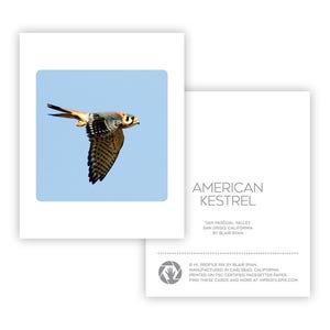 Oiseau crécerelle d'Amérique - carte de correspondance vierge de 4 x 5 po. - carte de voeux - cadeau stationnaire - carte papier - pour les ornithologues amateurs