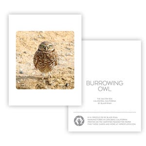 Gufo delle tane - Biglietto vuoto 4" x 5" - Salton Sea - Biglietto di auguri - Regalo di cancelleria - Biglietto di carta - Per birdwatcher