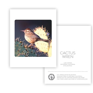 Pájaro cactus wren - Tarjeta de felicitación en blanco de 4" x 5" - Regalo de papelería - Tarjeta de papel - Para observadores de aves