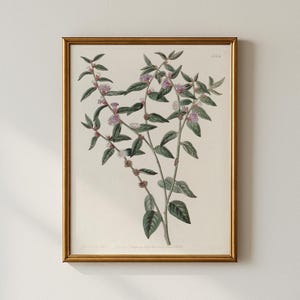 Vintage Botanische Skizze, Schlafzimmer Wandkunst, druckbare Wandkunst, Collected Prints - CPP267