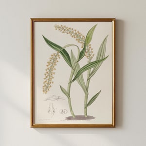 Vintage Botanical Sketch Print, Bedroom Decor, Printable Wall Art, Collected Prints - CPP262
