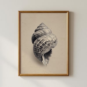 May include: A framed print featuring a detailed illustration of a seashell in shades of gray and white. The shell's spiral form is prominent against a beige background. The print is encased in a gold-colored frame, adding a touch of elegance.