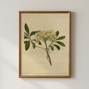 Vintage Botanical Lilies Print, Bedroom Wall Art, Digital Download, Collected Prints - CPP270
