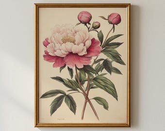 Vintage Peony Print, Floral Wall Art (Digital Download)