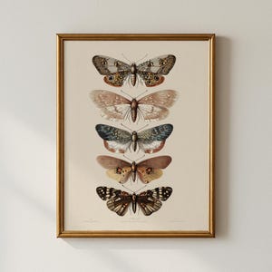 Può includere: Una stampa incorniciata con cinque illustrazioni dettagliate di falene. Le falene sono raffigurate in vari colori, tra cui marrone, beige, blu e nero, con intricati motivi alari. La cornice è color oro, aggiungendo un tocco classico all'opera d'arte.