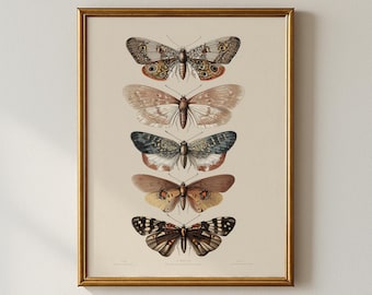 Vintage Moth Print, Botanical Print, Gallery Wall Art, Digital Art Print, Collected Prints - CPP583