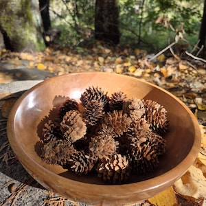 Small Pine Cones | Set of 20 | Hand Gathered in Idaho Forests