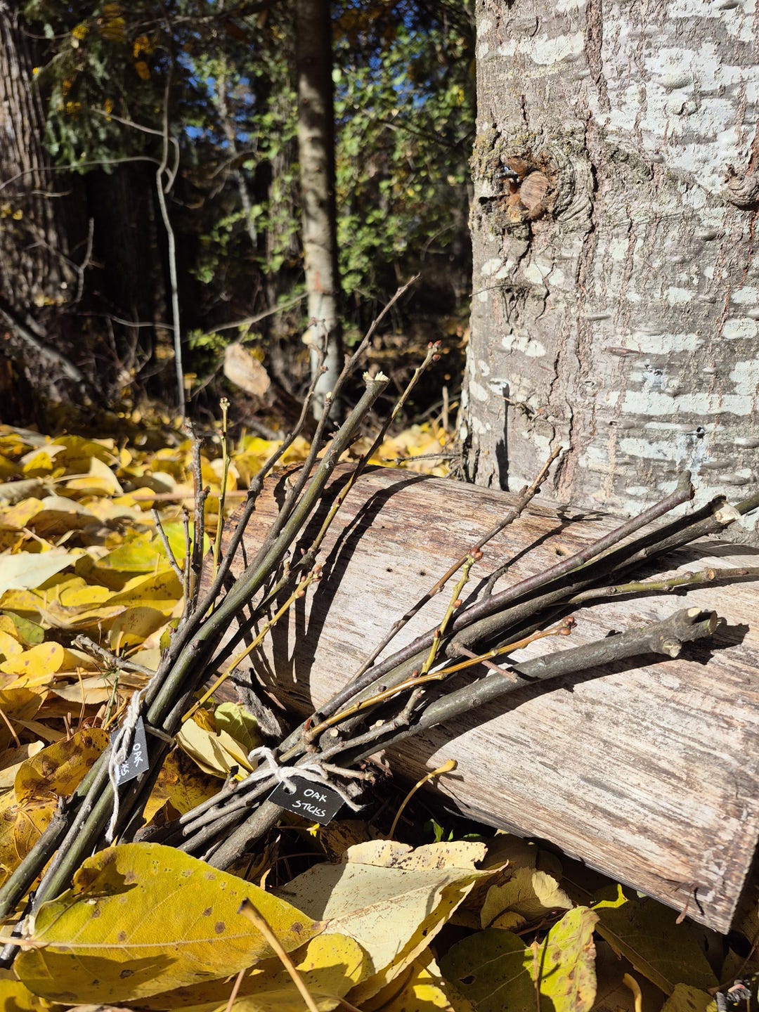 Bundle of Oak Sticks | Hand Gathered Sticks From Idaho Forests ...