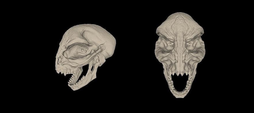 Alien Skull #6 - Etsy