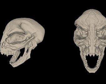 Alien Skull #6