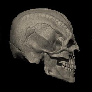 Alien Skull #2