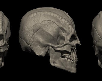 Alien Skull #2