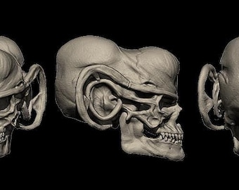 Alien Skull #3