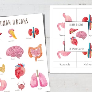 Mini-Póster de Órganos Humanos + Tarjetas de 3 Partes, Educación en el Hogar, Montessori, Tarjetas Flash, Tarjetas de Nomenclatura, DESCARGA INSTANTÁNEA