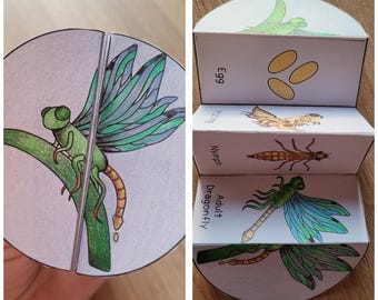 Dragonfly Life Cycle Foldable Template, Kids' science craft, A4 and 11x8.5 in, Digital Download, Cut and paste, Foldable Template