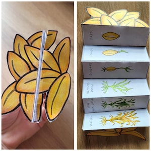 May include: A handmade paper craft depicting the life cycle of a plant. The stages are labeled: Seed, Sprout, Seedling, Plant Growth, Plant with fruit, and Harvest. The illustrations are in yellow, green, and brown, with a wooden background.