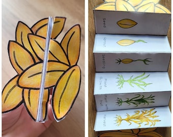 Wheat Life Cycle Foldable Template, Kids' science craft, A4 and 11x8.5 in, Digital Download, Cut and paste, Foldable Template