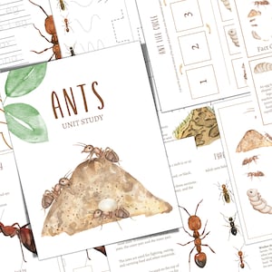 ANT Unit Study, Life Cycle, Anatomy, Nature Study, Science, Homeschool, Montessori, INSTANT DOWNLOAD