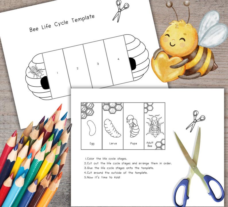 Bee Life Cycle, Honey Bee Sequence and Fold Kids' Science Craft, A4 and ...