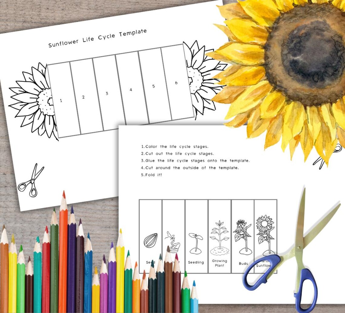 Sunflower Life Cycle Foldable Template, Kids' Science Craft, A4 and ...