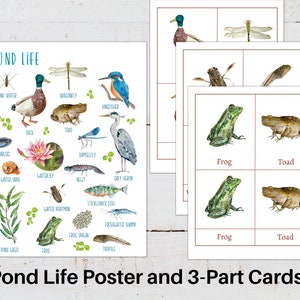 Affiche POND LIFE + cartes en 3 parties, étude de la nature, téléchargement instantané