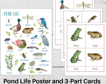 POND LIFE Poster + 3-Part Cards, Nature Study, Instant DOWNLOAD